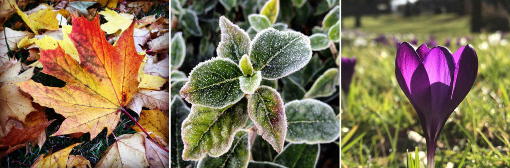 Examples of close up photos of flowers & leaves