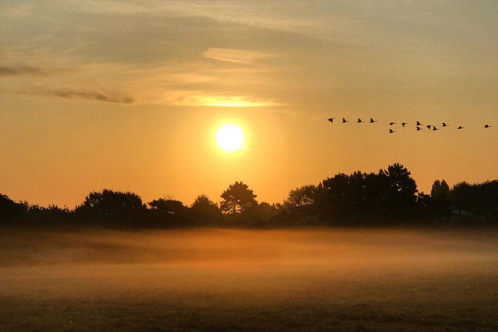 Waiting for the perfect moment tip for improving your photos, birds flying at sunrise,